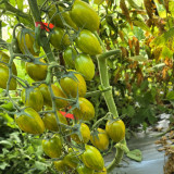 626 Boar's Tooth Tomato Seeds | Solanum lycopersicum | 2-3 oz Mahogany-Red Pointed Roma Fruits with Green Stripes, Indeterminate