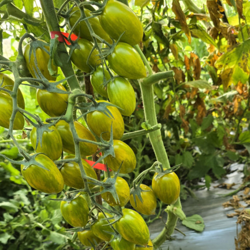 626 Boar's Tooth Tomato Seeds | Solanum lycopersicum | 2-3 oz Mahogany-Red Pointed Roma Fruits with Green Stripes, Indeterminate