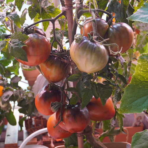 629 Dwarf Leprechaun Sasha F4 Tomato Seeds | 2.8-7.1 oz Burgundy Fruits with Dark Shoulders, 31 in Plants