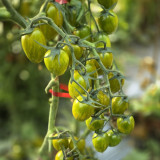 626 Boar's Tooth Tomato Seeds | Solanum lycopersicum | 2-3 oz Mahogany-Red Pointed Roma Fruits with Green Stripes, Indeterminate