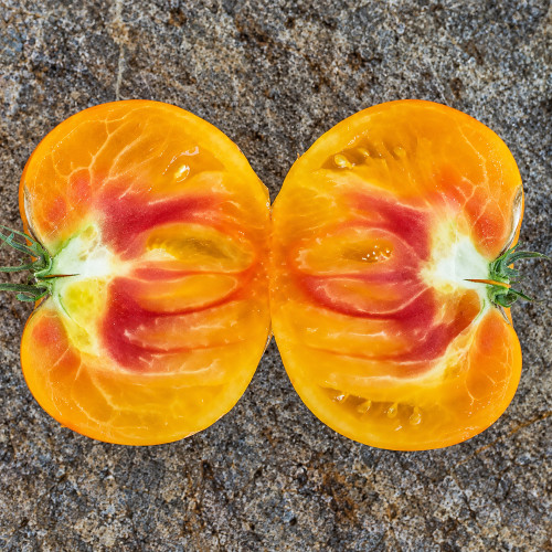 631 Orange Orangutan Tomato Seeds | 10.6 oz-1.5 lb Orange-Pink Bicolor Beefsteaks, Indeterminate