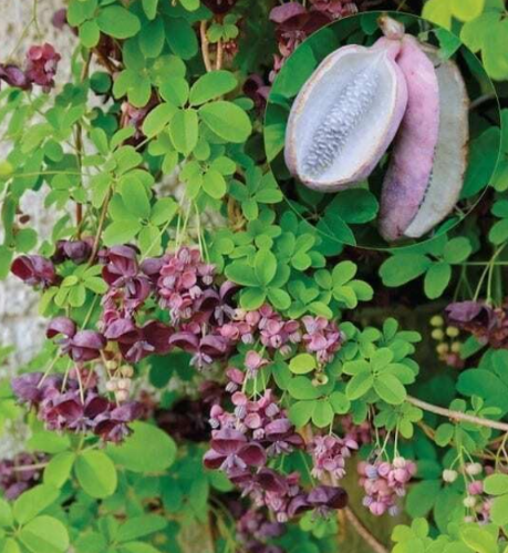 Chocolate Vine Seeds | Akebia quinata | Hardy Climbing Vine, Fragrant Chocolate-Scented Flowers