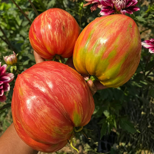 616 Long Tall Sally Tomato Seeds | 7.1-14.1 oz Pink-Red Oxheart Fruits with Yellow Stripes