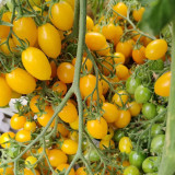 625 Sun Bunnies Multiflora Tomato Seeds | 0.25-0.35 oz Sweet Yellow Cherries, 6.5+ ft Vines