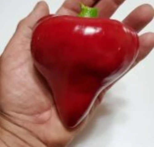 Lesya Red Sweet Pepper Seeds | Capsicum annuum | Heart-Shaped Sweet Bell Pepper, Extreme Sweetness Heirloom Vegetable