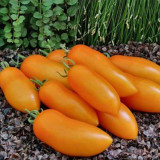 709 Fairy Gold Tomato Seeds | Early Orange Plum Tomato, 0.71-1.23 oz, Thick-Walled, Sweet