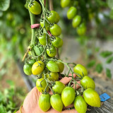 619 Green Envy F1 Tomato Seeds | 0.35-0.53 oz Sweet Green Grape Fruits, 5-6.5 ft Indeterminate Vines