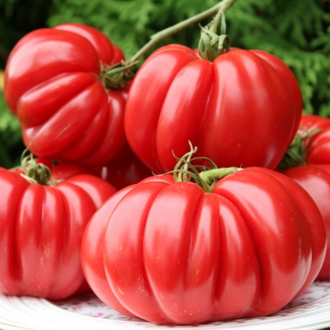 621 Morskaya Zvezda Red Tomato Seeds | Up to 14.1 oz Deeply Ribbed Red Beefsteaks, Indeterminate