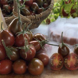 706 Fairy Garnet Tomato Seeds | Mid-Early Multiflora Cherry Tomato, Sweet Brown Oval Fruit, Huge Clusters