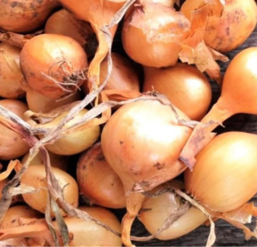 Super Sweet Candy Onion Sets | Allium cepa | Sweet Onion Bulbs