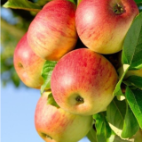 Honeycrisp Apple Tree Seeds | Malus domestica | Fresh Heirloom Apple Seeds, Crisp Sweet Fruit