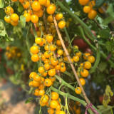 609 Summer Sun F10 Cherry Tomato Seeds | 0.5-1.1 oz Sweet Golden Fruits, Potato Leaf, Indeterminate