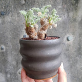 TD002 Pelargonium appendiculatum Dormant Tuber | Pawika Mewennasen Feather-Leaf Pelargonium