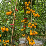 607 Eden No. 4 Cherry Tomato Seeds | Sweet Golden-Yellow Pear-Shaped Fruits, Productive Indeterminate