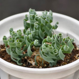 TD005 Albuca concordiana 'Guifei' Dormant Bulb | Wide-Leaf Corkscrew Albuca 'Guifei'