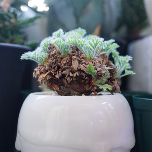 TD002 Pelargonium appendiculatum Dormant Tuber | Pawika Mewennasen Feather-Leaf Pelargonium