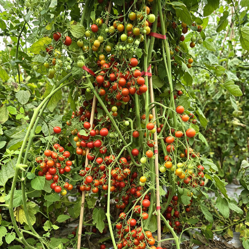 611 Barberry Cherry Tomato Seeds | Sweet Red Crack-Resistant Tomatoes in Heavy Productive Clusters