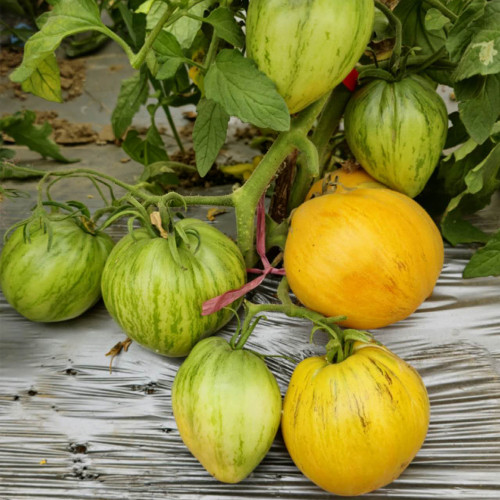 680 Melon Liqueur F6 Tomato Seeds | Striped Heart-Shaped Tomato, 7.1-12.3 oz
