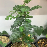 TD003 Pachycormus discolor Dormant Caudex | Baja Elephant Tree Caudiciform Succulent