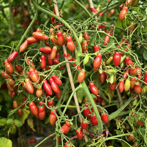 606 Eden No. 3 Dwarf Cherry Tomato Seeds | 0.35-0.5 oz Sweet Red Finger-Shaped Fruits, Heavy Yields