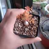 TD003 Pachycormus discolor Dormant Caudex | Baja Elephant Tree Caudiciform Succulent