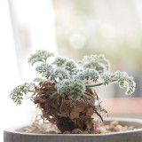TD002 Pelargonium appendiculatum Dormant Tuber | Pawika Mewennasen Feather-Leaf Pelargonium