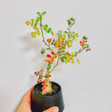 TD003 Pachycormus discolor Dormant Caudex | Baja Elephant Tree Caudiciform Succulent