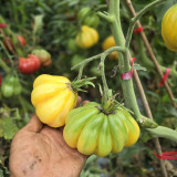 614 Tlacolula White Tomato Seeds | Solanum lycopersicum | Up to 5.3 oz Creamy Ribbed Pear-Shaped Tomatoes, Indeterminate