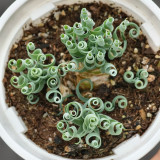 TD005 Albuca concordiana 'Guifei' Dormant Bulb | Wide-Leaf Corkscrew Albuca 'Guifei'