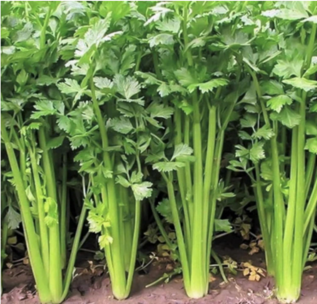 Mini Celery Seeds | Apium graveolens var. secalinum | Chinese Small Celery, Aromatic Cutting Celery