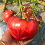 602 Sofia's Fiery Comet Tomato Seeds | 3.5-12.3 oz Striped Anthocyanin Hearts, Indeterminate