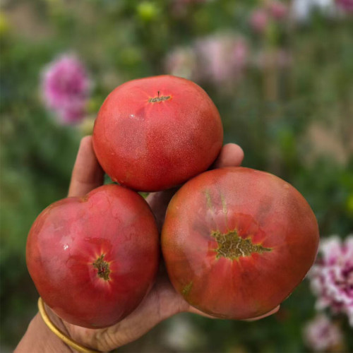 673 Cherokee Purple Stripe Tomato Seeds | Large Purple-Striped Beefsteak Tomato, 10.6-21.2 oz