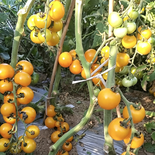 574 Dutch Yellow-Fruited Tomato Seeds | Golden-Orange Round Cluster Tomatoes, Productive Indeterminate