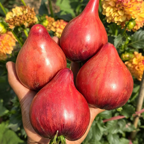 602 Sofia's Fiery Comet Tomato Seeds | 3.5-12.3 oz Striped Anthocyanin Hearts, Indeterminate