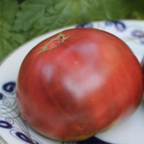 673 Cherokee Purple Stripe Tomato Seeds | Large Purple-Striped Beefsteak Tomato, 10.6-21.2 oz