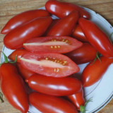 664 Tegucigalpa Tomato Seeds | Red Plum Tomato, 1.4-3.2 oz,  Cluster Bearing