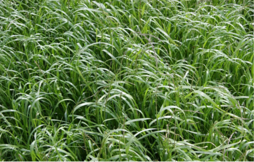 Annual Ryegrass Seeds | Lolium multiflorum | Fast Growing Winter Cover Crop