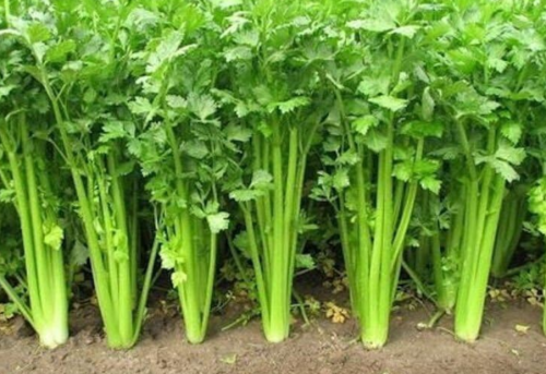 Chinese Celery Seeds | Apium graveolens var. secalinum | Non-GMO Heirloom Cutting Celery, Strong Aroma Vegetable