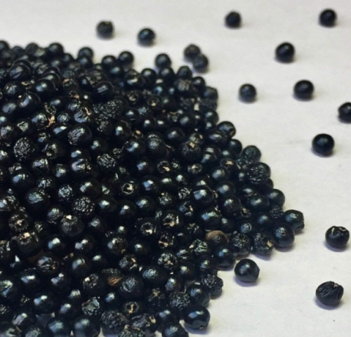 Ramp (Wild Leeks) Seeds | Allium tricoccum | Wild Edible Woodland Perennial