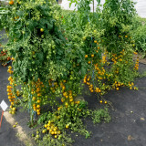 674 Golden Crown Tomato Seeds | Yellow Cherry, 0.7 oz, Very Sweet, Firm, and Highly Productive