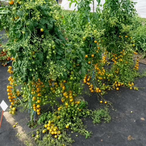 674 Golden Crown Tomato Seeds | Yellow Cherry, 0.7 oz, Very Sweet, Firm, and Highly Productive