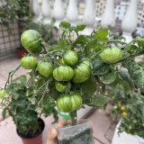 604 Eden Micro No. 4 Tomato Seeds | 0.7-1.4 oz Sweet Green-Gold Striped Fruits, Micro Dwarf