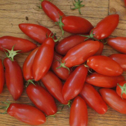 664 Tegucigalpa Tomato Seeds | Red Plum Tomato, 1.4-3.2 oz,  Cluster Bearing