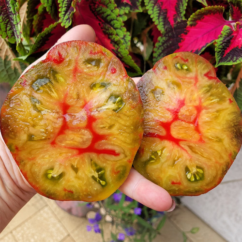 661 Happiness F6 Tomato Seeds | Multicolor Flattened Beefsteak Tomato, 7.1-17.6 oz