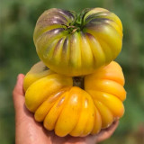 679 Moon Charm Tomato Seeds | Large Ribbed Bi-Color Tomato, 7.1-21.2 oz