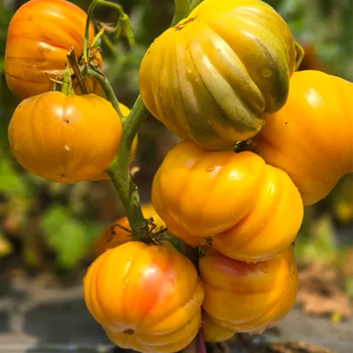 679 Moon Charm Tomato Seeds | Large Ribbed Bi-Color Tomato, 7.1-21.2 oz