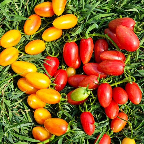 594 Pink Cat Bicolor Tomato Seeds  | 0.35-0.88 oz Golden Yellow Cherry Tomatoes, Indeterminate