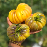 679 Moon Charm Tomato Seeds | Large Ribbed Bi-Color Tomato, 7.1-21.2 oz