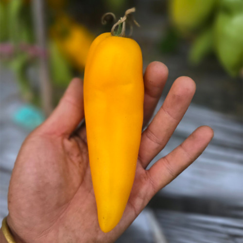 658 Yellow Pepper Tomato Seeds | Yellow Roma-Type Tomato, 5.3-7.1 oz