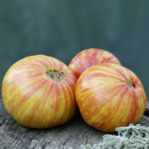 591 Dwarf DSA Tomato Seeds | 5.3-17.6 oz Orange Bicolor Striped Tomatoes, Compact Dwarf